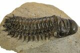 Bargain, Crotalocephalina Trilobite - Atchana, Morocco #340889-3
